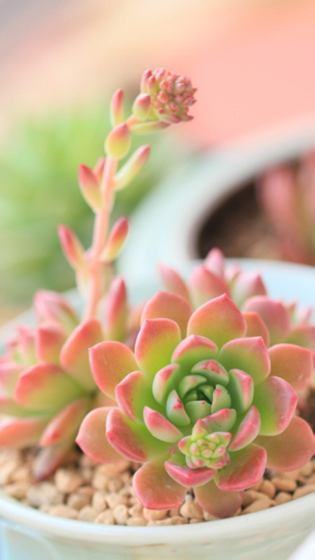 最新多肉植物，獨特的植物美學(xué)觀(guān)點(diǎn)探討