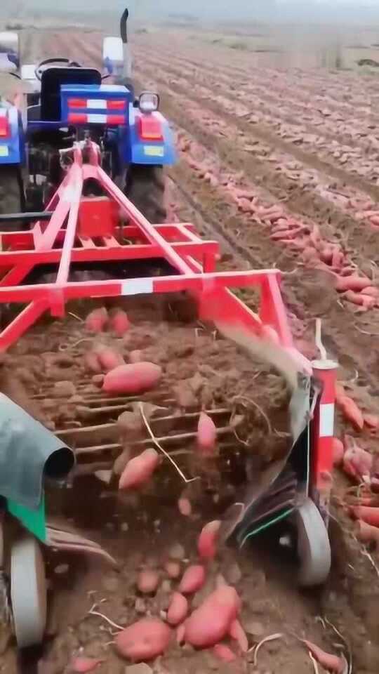 科技革新引領(lǐng)紅薯挖掘新紀元，最新挖紅薯機器亮相！