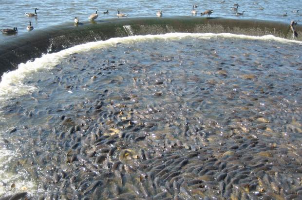 美國鯉魚(yú)成災背后秘密揭秘，鯉魚(yú)泛濫與小巷獨特小店的故事