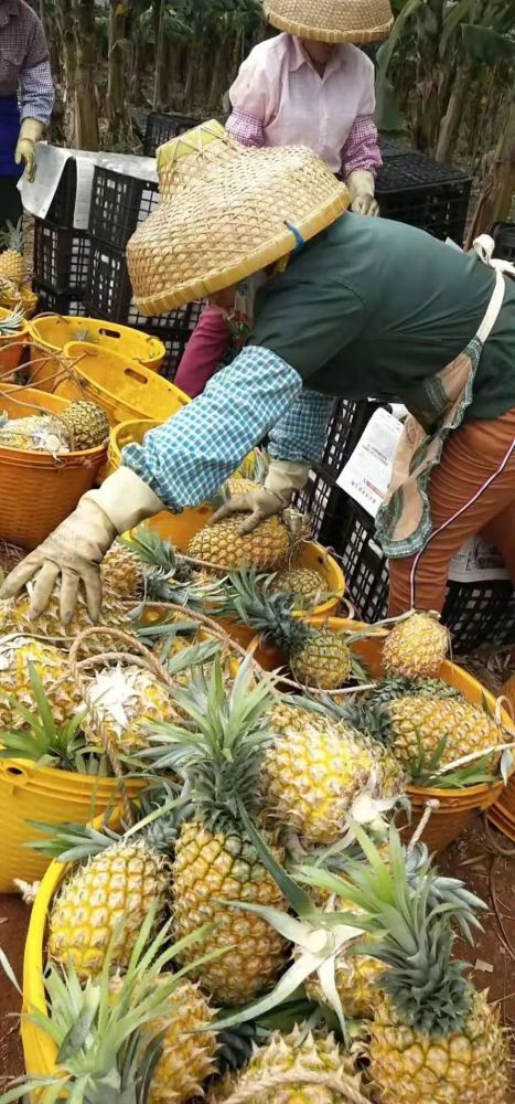 徐聞菠蘿最新價(jià)格及市場(chǎng)走勢分析，多方觀(guān)點(diǎn)解讀市場(chǎng)動(dòng)態(tài)