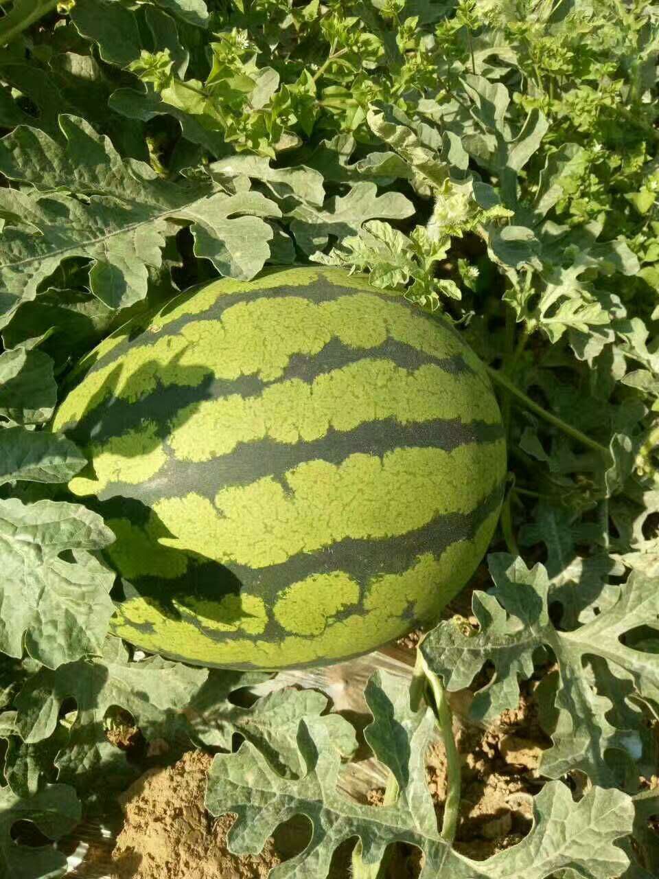 惠民西瓜最新價(jià)格，一顆瓜的成長(cháng)之路與你的成長(cháng)相伴