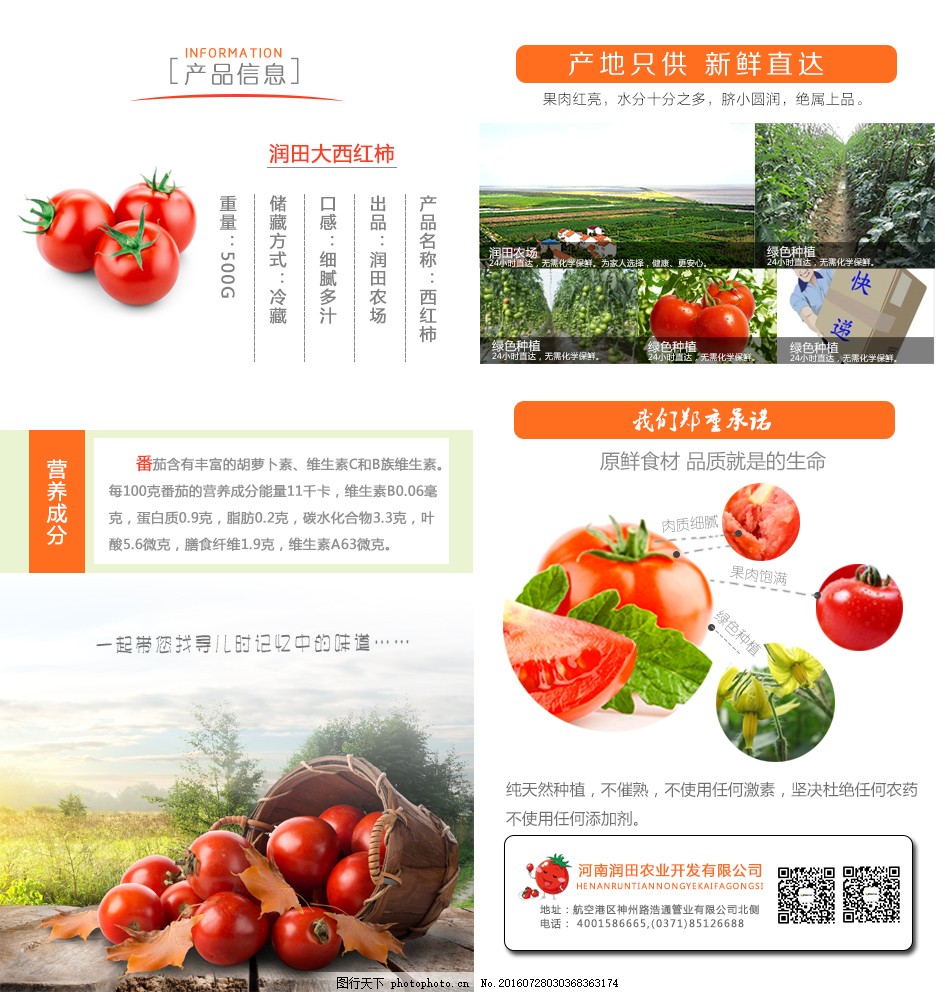 安徽西紅柿產(chǎn)地探秘，自然美景與鮮美西紅柿的邂逅之旅