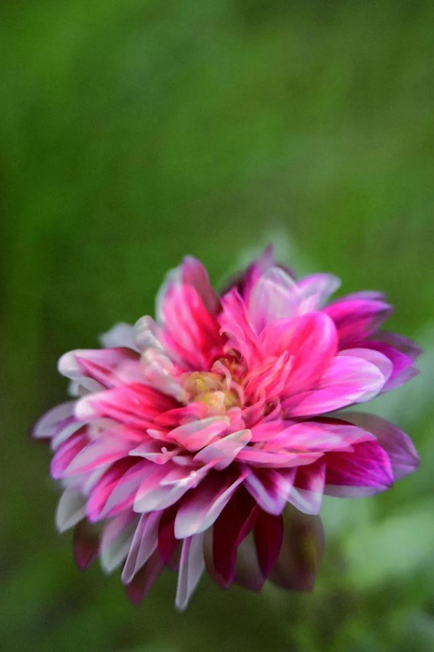 最新花舞，綻放的藝術(shù)之美欣賞