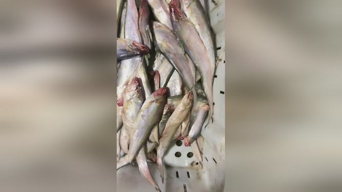 最新魚(yú)視頻，海洋生態(tài)與觀(guān)賞魚(yú)文化的精彩交融