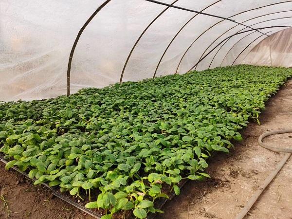 探索自然美景的輕松之旅，最新黃瓜社區