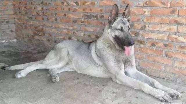 日本最新動(dòng)態(tài)，溫馨日常趣事與最新情報分享