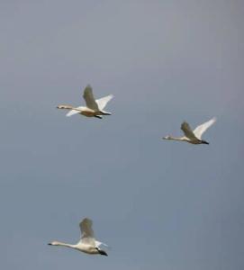 工礦燈具 第71頁(yè)