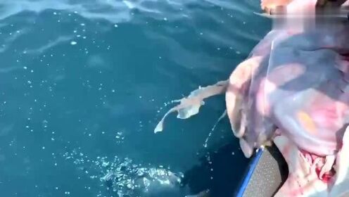 最新魚(yú)人流技術(shù)革命，高科技產(chǎn)品重塑未來(lái)生活體驗