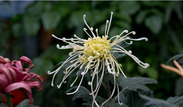 摧花最新配方揭秘，綻放美麗新篇章