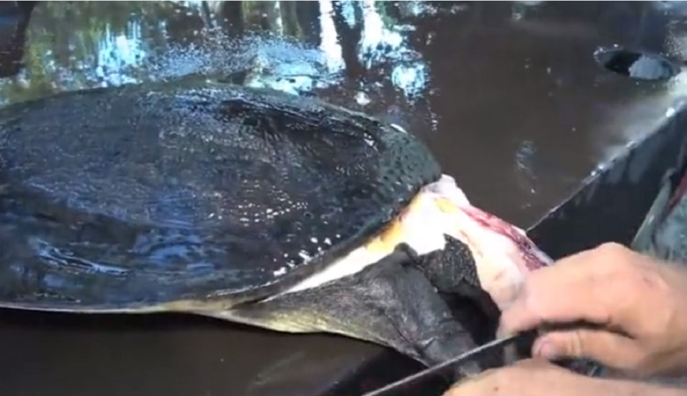 最新釣甲魚(yú)，一段垂釣樂(lè )趣的溫馨時(shí)光