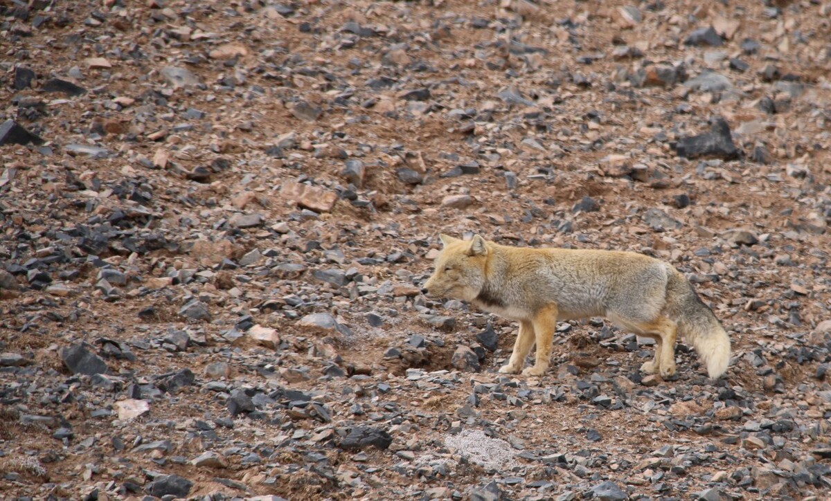 最新野狐，學(xué)習變化，自信助力夢(mèng)想實(shí)現