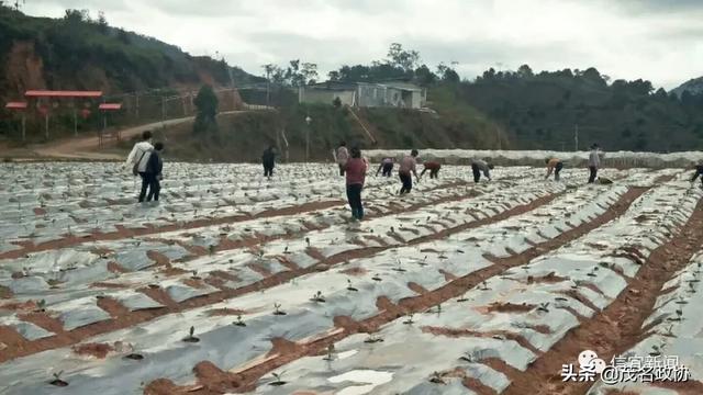 信宜最新肺炎，理解、應對與關(guān)愛(ài)