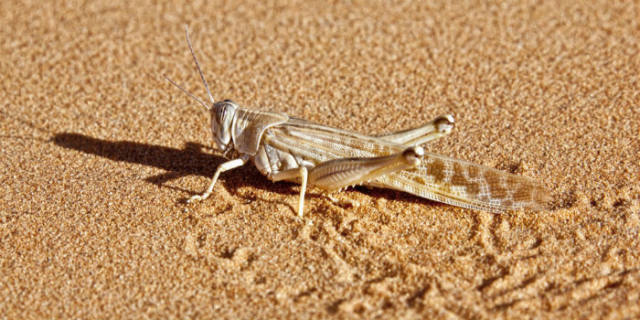 蝗災最新動(dòng)態(tài)，科技先鋒引領(lǐng)抗災新時(shí)代