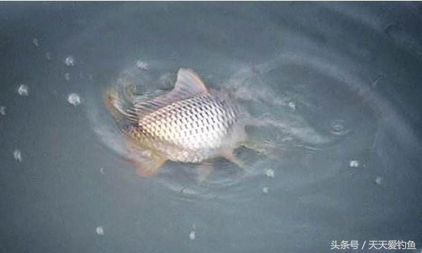 最新逗釣步驟指南，從入門(mén)到精通的釣魚(yú)技巧分享