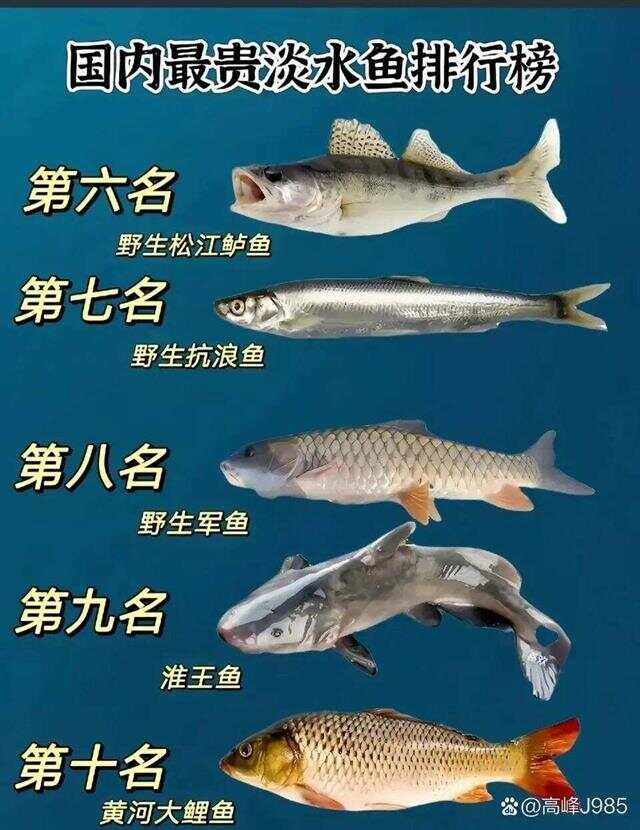 青魚(yú)國產(chǎn)最新論述，探索與解析