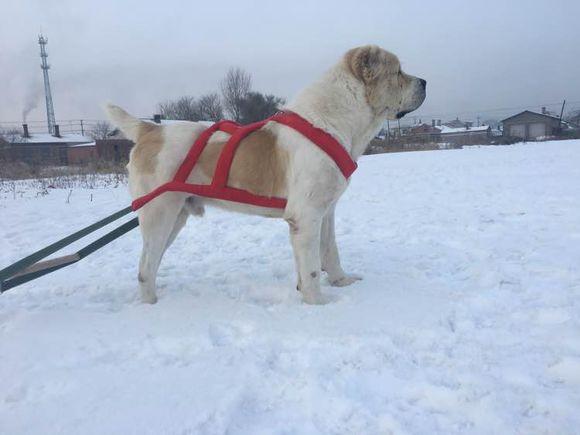 中亞犬，小巷深處的神秘秘境探索