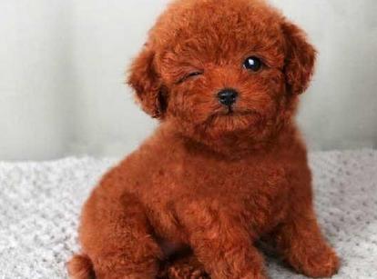 最新小鹿犬，趣事不斷，傳遞溫馨友誼與愛(ài)的小使者