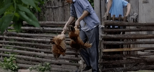 最新版偷雞，從變化中學(xué)習，擁抱自信，成就非凡之路