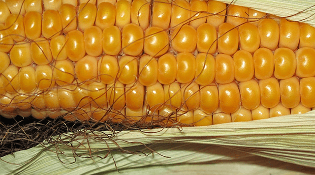 美國玉米出口最新動(dòng)態(tài)更新