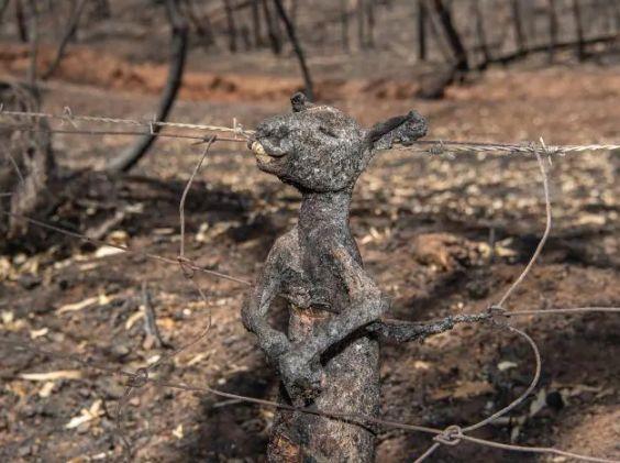 南澳山火最新情況更新，實(shí)時(shí)動(dòng)態(tài)與進(jìn)展