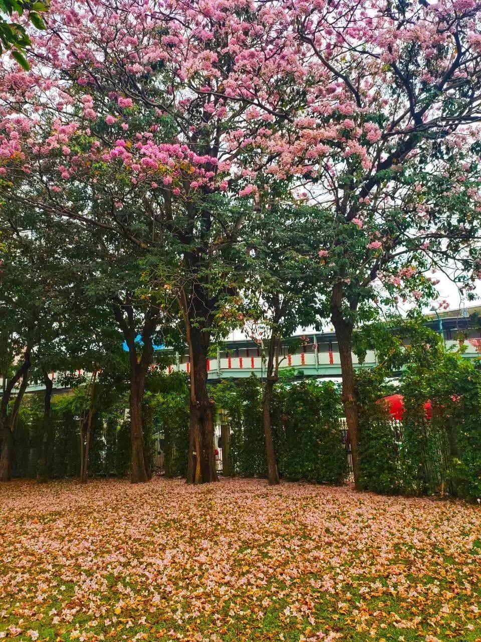 全球最新疫情動(dòng)態(tài)，變化中的學(xué)習之路與自信成就的力量