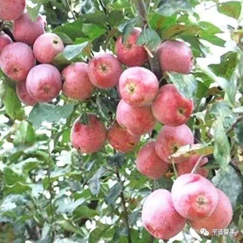 西太后愛(ài)心包最新系列，時(shí)尚與慈善的完美結合，展現獨特魅力風(fēng)采