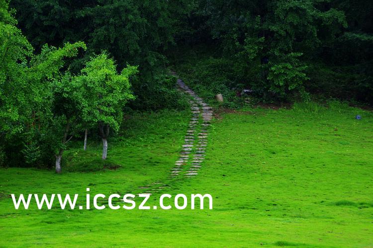 伊人最新一本，日常溫馨趣事與情感紐帶的交織