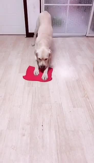 最新狗小視頻，溫馨日常故事